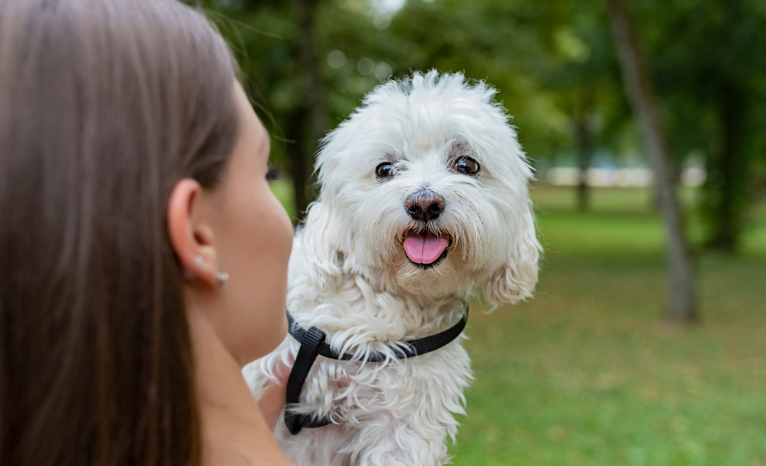 Animal Healing