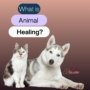 What is Reiki for Animals?